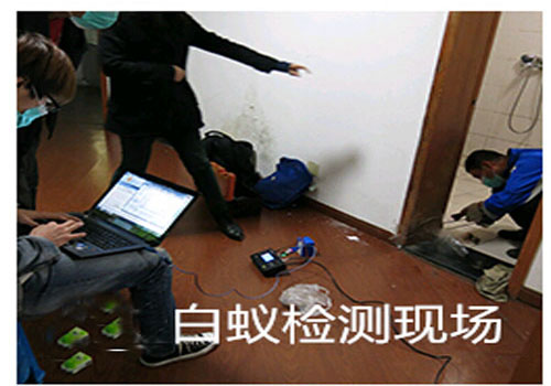现场检测白蚁-工程案例