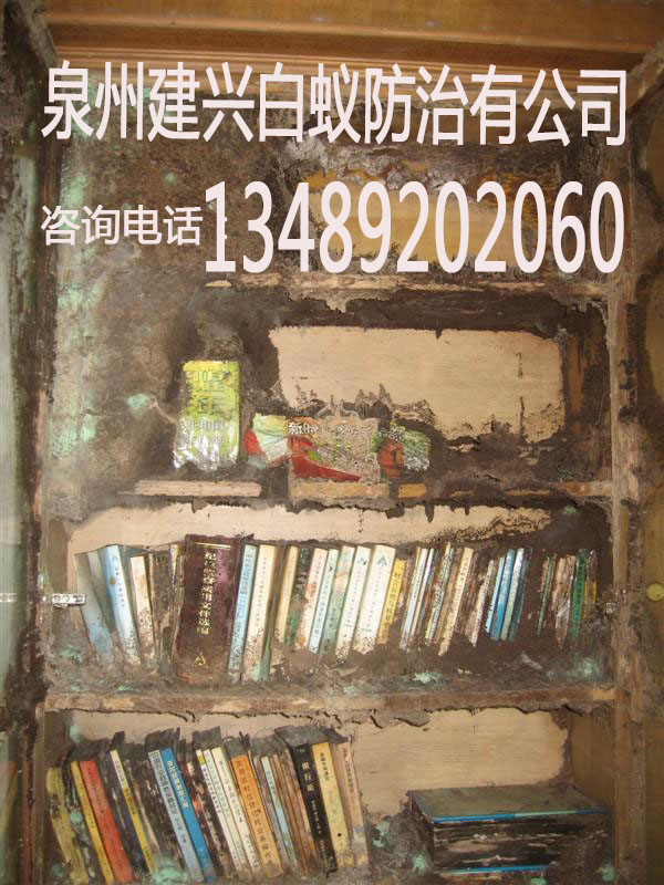 白蚁图片2 白蚁危害