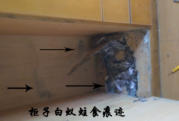 惠安家中白蚁消杀电话惠安白蚁防治【蚁害治理】惠安灭白蚁